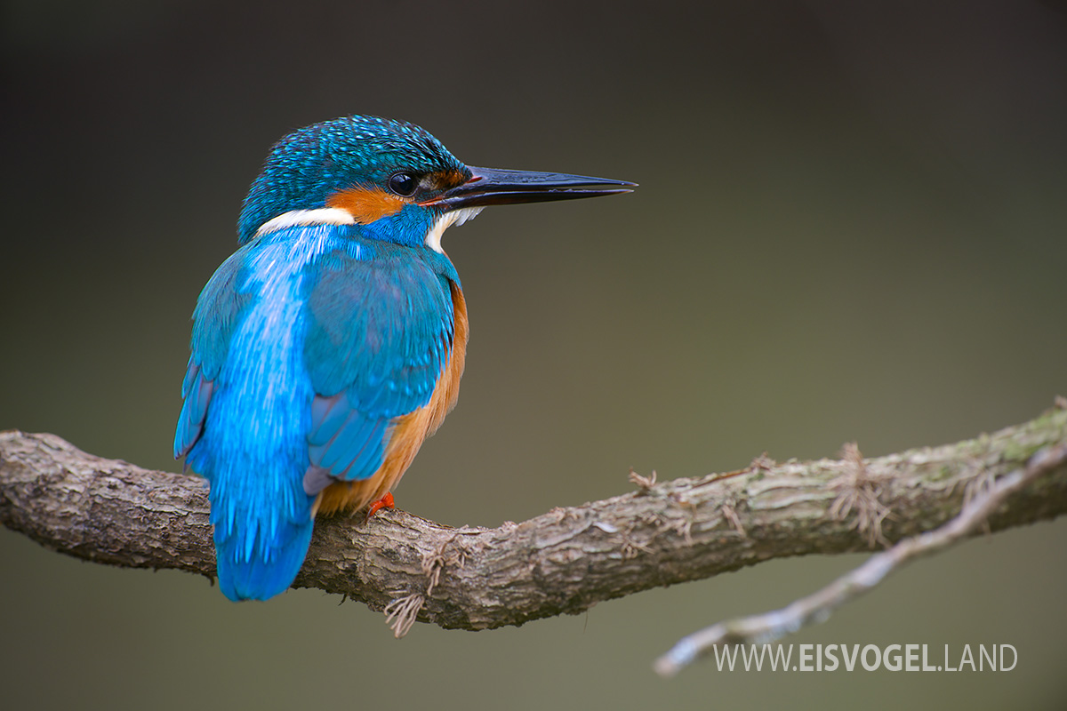 Eisvogel