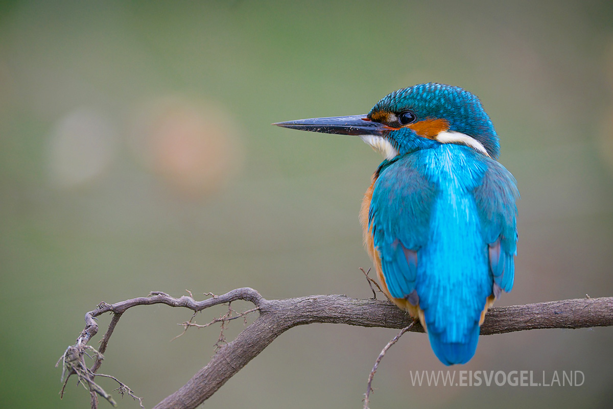 Eisvogel