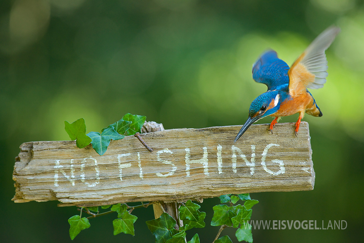Eisvogel